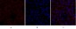 PPAR-γ Polyclonal Antibody